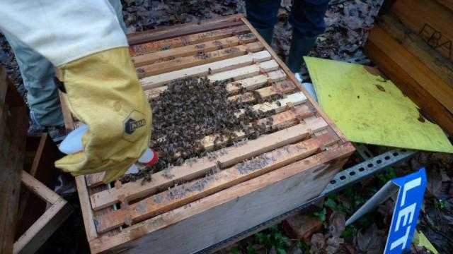 Способ обработки пчел от варроатоза —  su   1724135