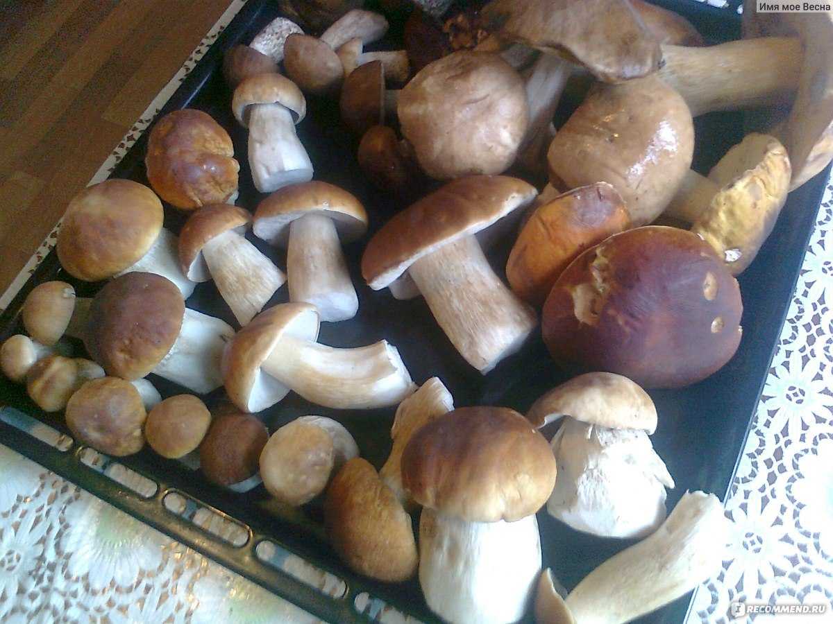 Сколько времени и как варить и жарить белые грибы (+20 фото)?