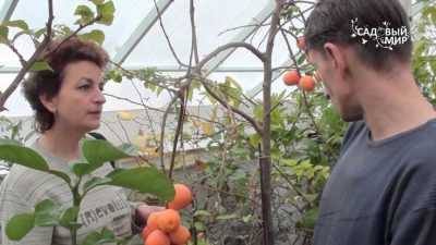 Дерево хурма в российском садоводстве: советы и рекомендации по выращиванию