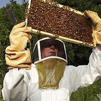 Утепление ульев на зиму: как подготовить пчелосемьи к зимовке, какие существуют варианты обогрева. Способы хранения ульев зимой на улице и в укрытии, уход за пчелами в зимний период.