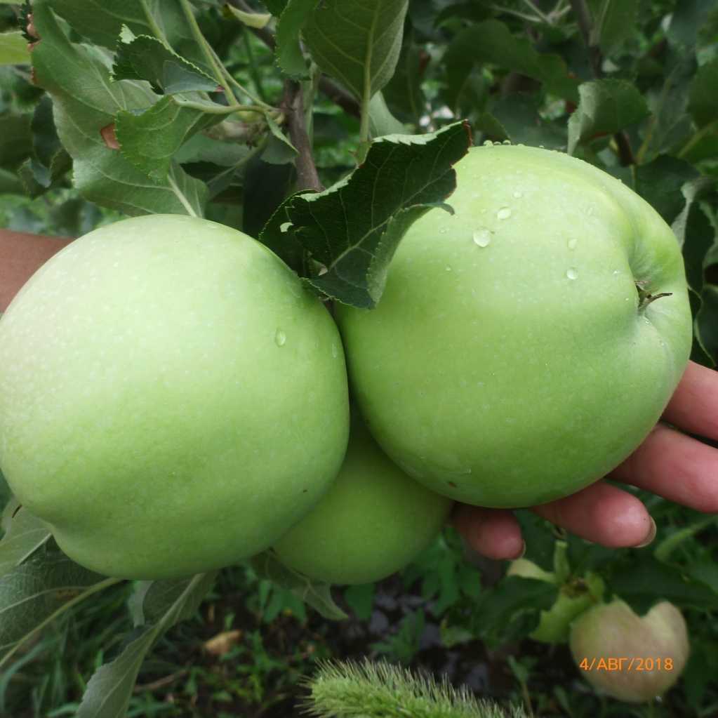 Описание и характеристики яблок сорта ред чиф, выращивание и уход