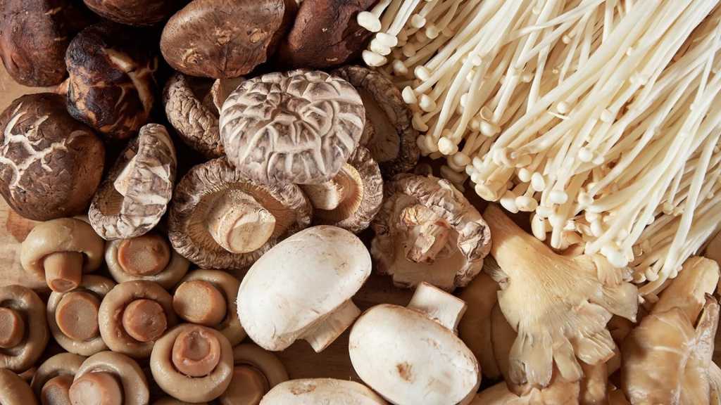 Польза белых грибов для организма человека, химический состав