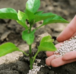 Азофоска: свойства, инструкция по применению удобрения на огороде и саду