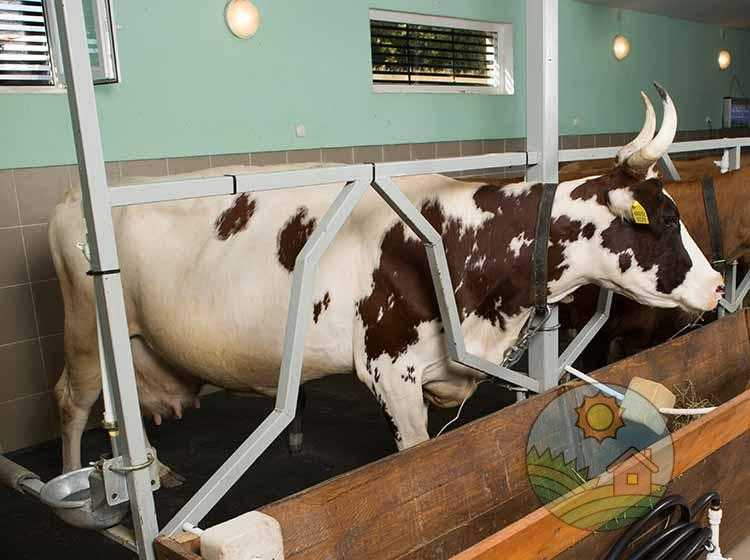 Айрширская порода коров: характеристика и описание крс, окрас, содержание и уход, кормление