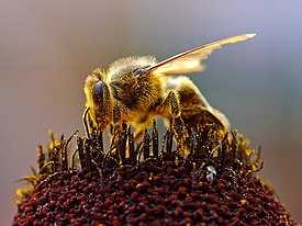 Строение пчелы: внутреннее и внешнее, особенности строения крыльев и глаз,