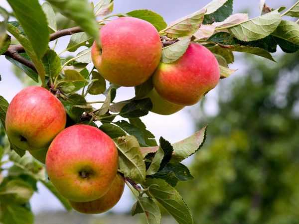 Секреты успешного выращивания яблони «пепин шафранный»