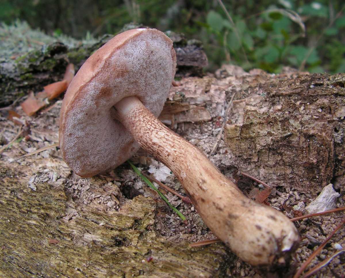 Где растет и как выглядит гриб горчак