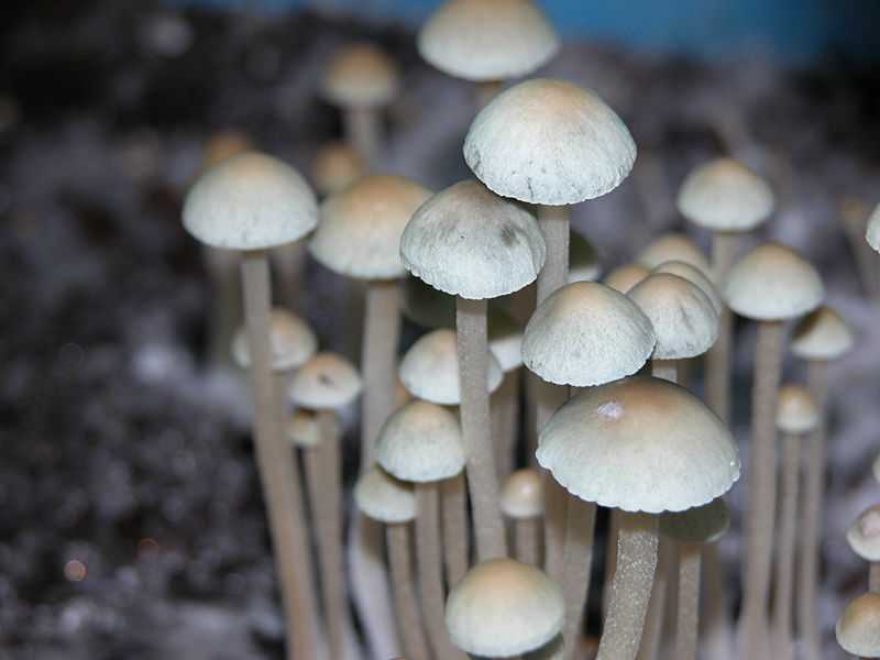 Условно-ядовитые грибы, вызывающие психодислептический псилоцибиновый синдром