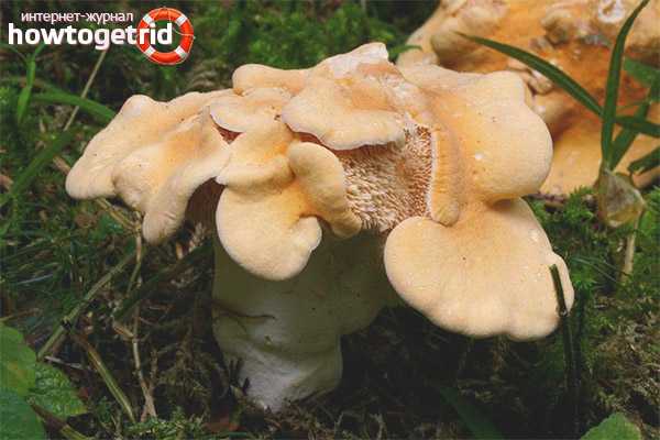 Ежовик желтый – ароматный и вкусный гриб
