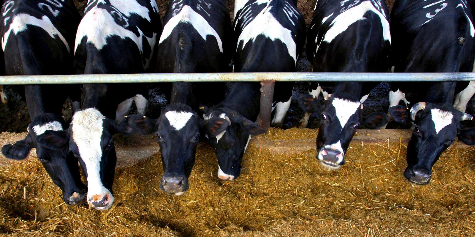 Содержание молочных коров: системы и способы содержания КРС в ЛПХ, типы содержания КРС, содержание молодняка. Ветеринарные правила, санитарные нормы.