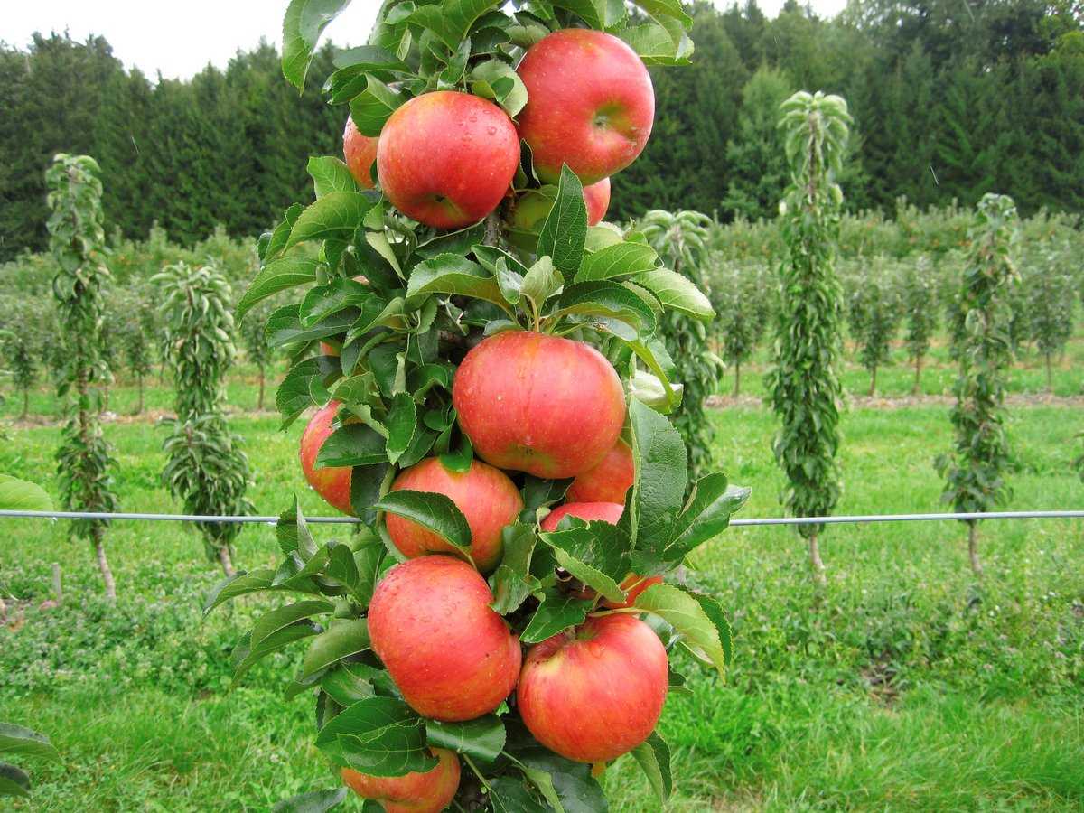 Сорта колоновидных яблонь для Подмосковья: сорта, фото, отзывы садоводов. На что ориентироваться при выборе.