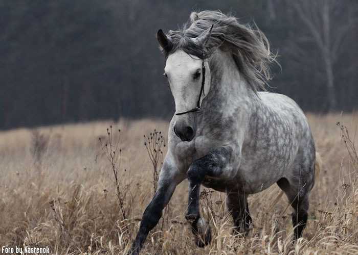 Орловский рысак – породы лошадей