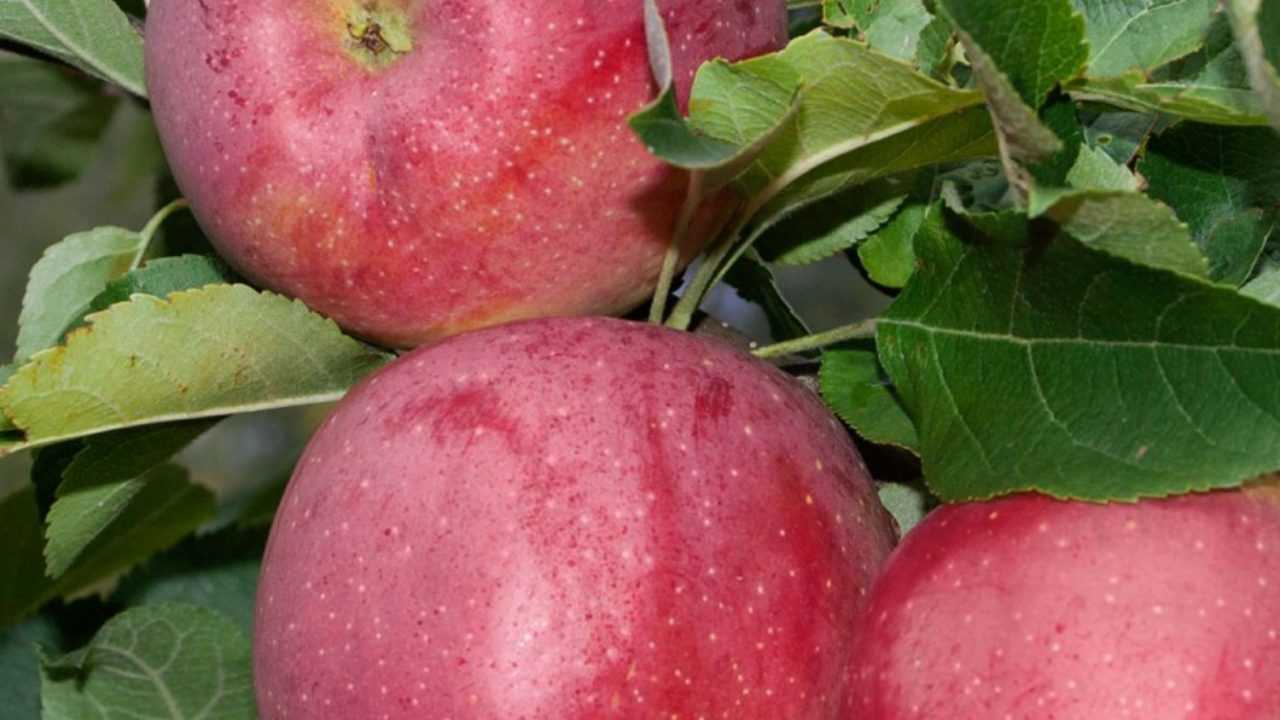 О яблоне флорина: описание сорта, характеристики, агротехника, выращивание