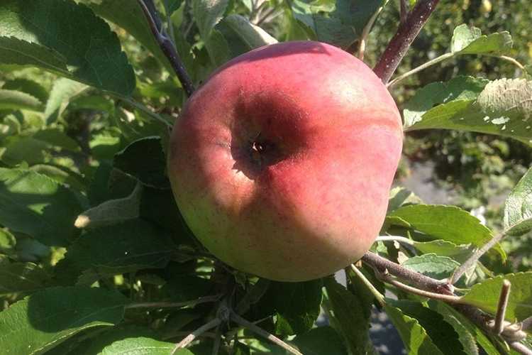 Жигулёвское — испытанный временем поздний сорт яблок