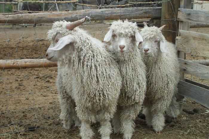 Ангорская коза: особенности, шерсть, пух и фото с описанием породы