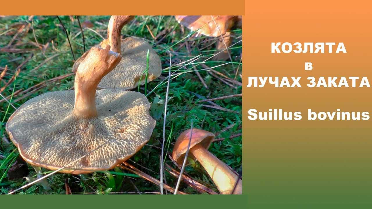 ✅ перечный гриб как отличить от козляка. гриб козляк: фото, описание - cvetochki-ulyanovsk.ru