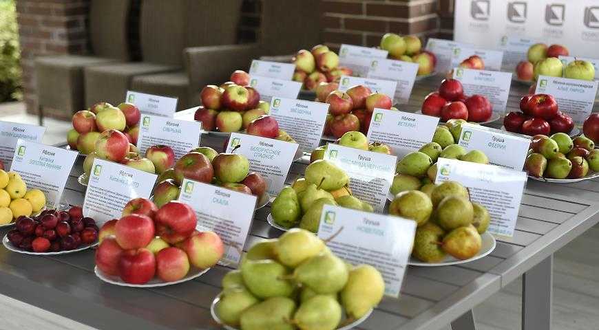 Самые лучшие сорта зимних яблок: описание, фото, рекомендации по выращиванию