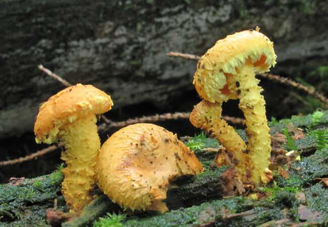 Чешуйчатка бугорчатая (pholiota tuberculosa) –  грибы сибири