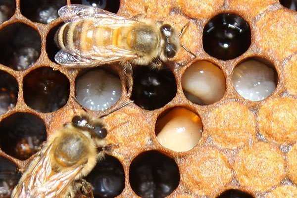 Лечение гнильца у пчел. полезные советы по обнаружению признаков, использованию препаратов и профилактике