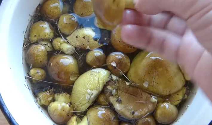 Как готовить грибы скученные рядовки: рецепты маринования, засолки и жарки в домашних условиях