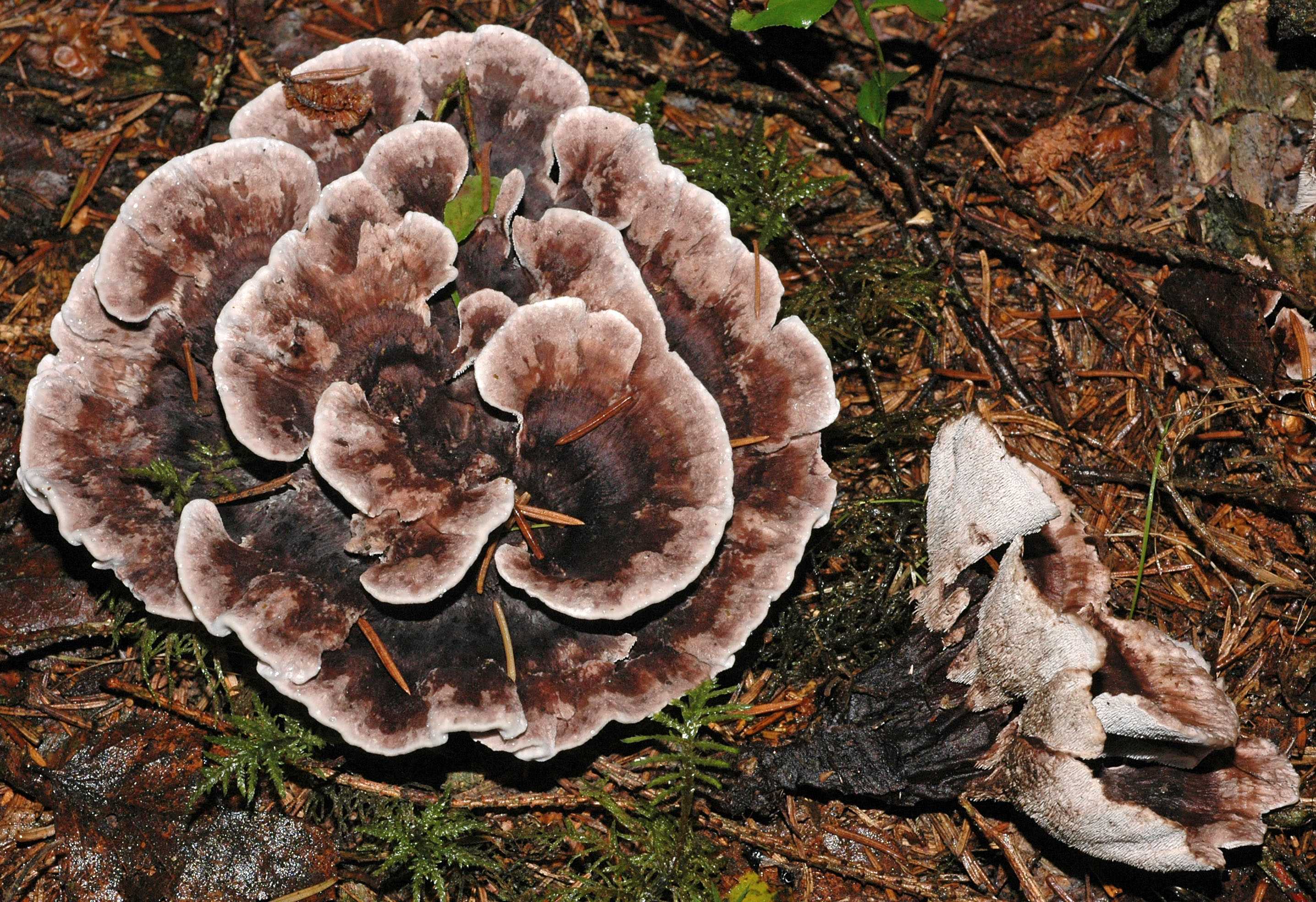 Феллодон (ежовик, ежевик) черный (phellodon niger): как выглядят грибы, где и как растут, съедобны или нет