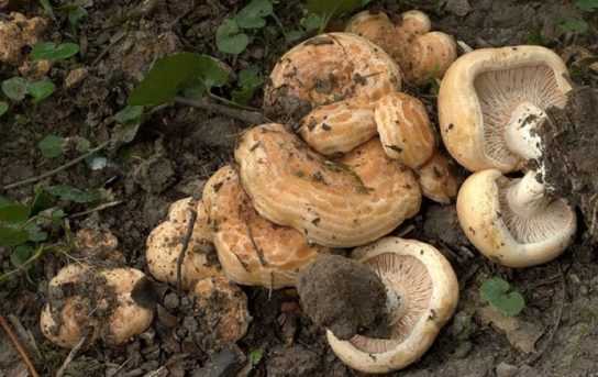 Белый груздь: описание и рецепты - грибы собираем