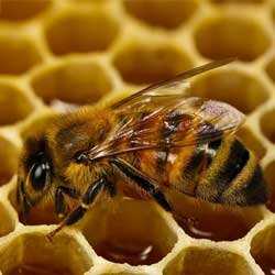 Пчелиные соты, польза и вред, как принимать