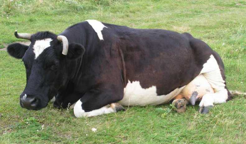 Срок беременности у коров