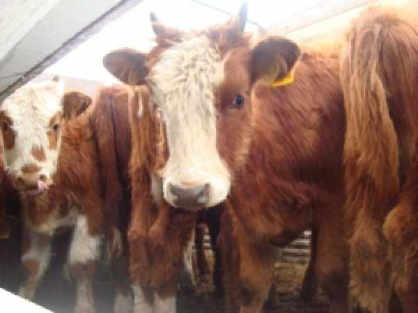 Голштинская порода коров (31 фото): характеристика голштино-фризского крс. сколько эта порода коров дает молока? особенности содержание и нормы кормления