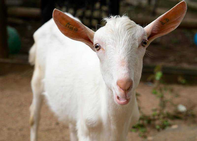 Особые приметы оренбургских пуховых коз: характеристики, условия содержания, размножение породы.