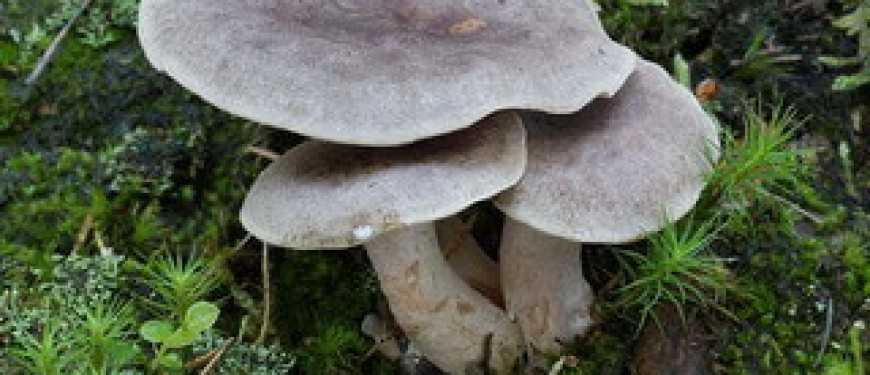 Подгруздок чернеющий (russula nigricans): фото, описание и как готовить этот гриб