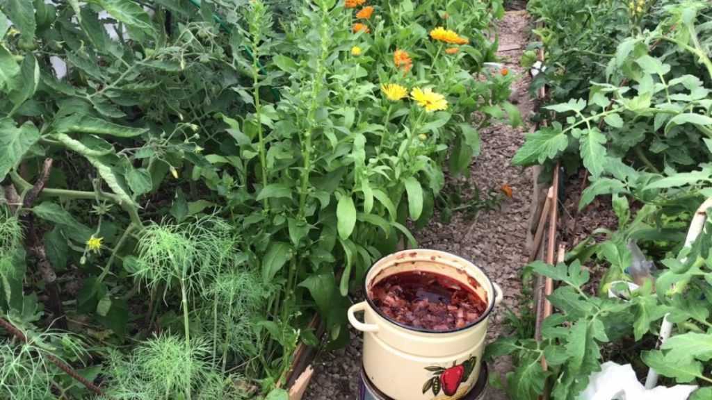 Луковая шелуха для огорода и сада: применение, видео, фото, отзывы