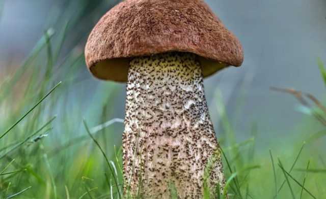 Грибы грузди — отличия от ложных грибов