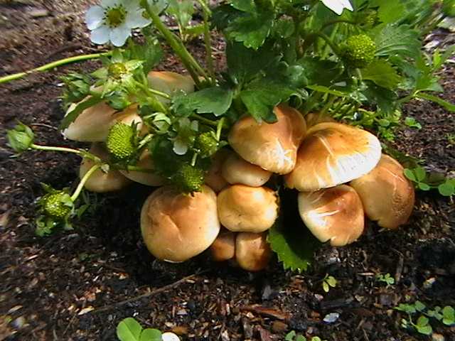 Как посадить грибы на даче: 3 способа разведения грибницы - огород, сад, балкон - медиаплатформа миртесен