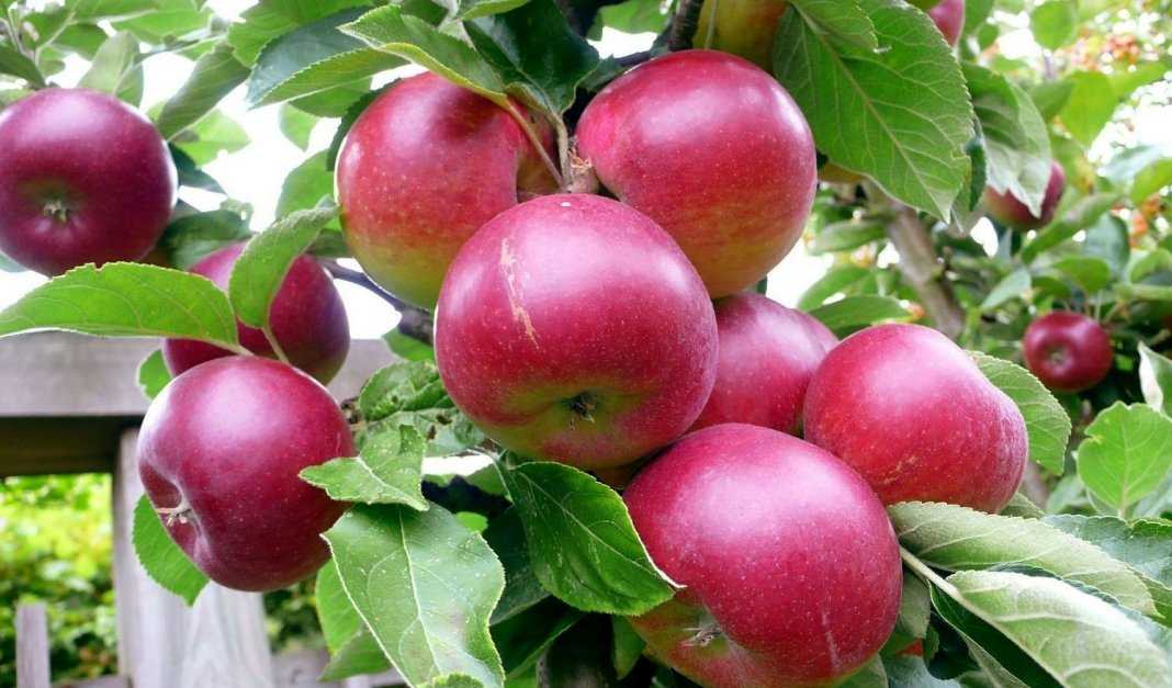 Выращивание яблони лигол