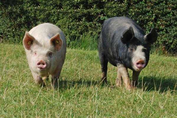 Породы свиней: домашние крликовые и для разведения, самые крупные, классификации - по продуктивности, какие быстро растут, свиноводство в россии