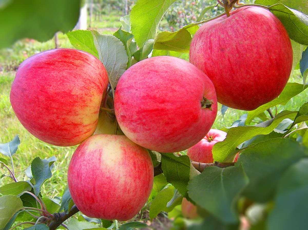 Яблоня чудное: фото и описание сорта, отзывы садоводов