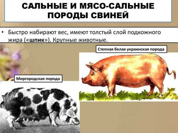 Черные свиньи: породы, правила ухода и кормления