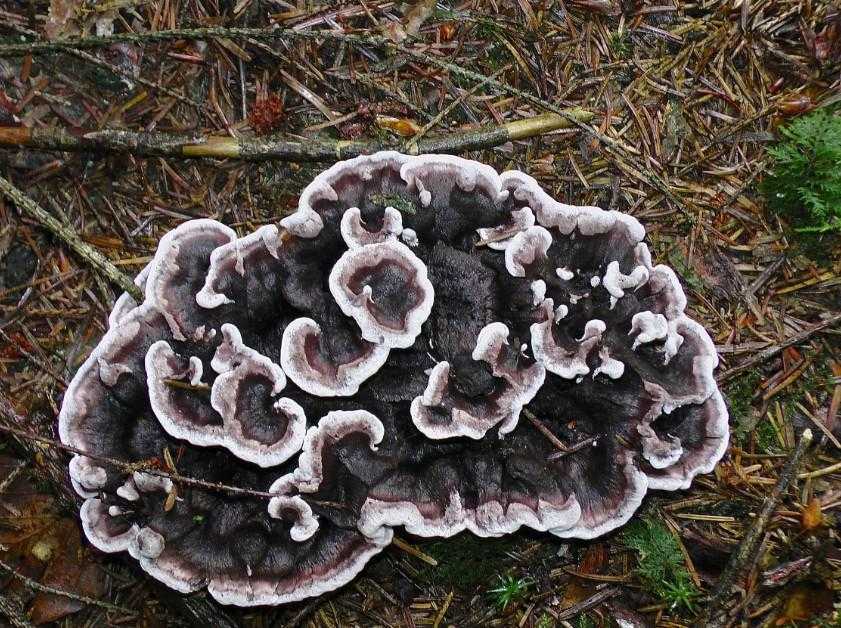 Феллодон (ежовик, ежевик) черный (phellodon niger): как выглядят грибы, где и как растут, съедобны или нет