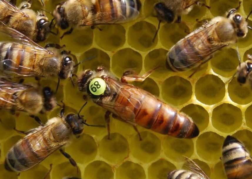 Пчела итальянка: ее характеристики и описание
