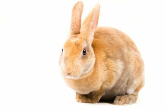 Кролик рекс: описание породы, правила содержания, уход за бархатистой шубой и отзывы