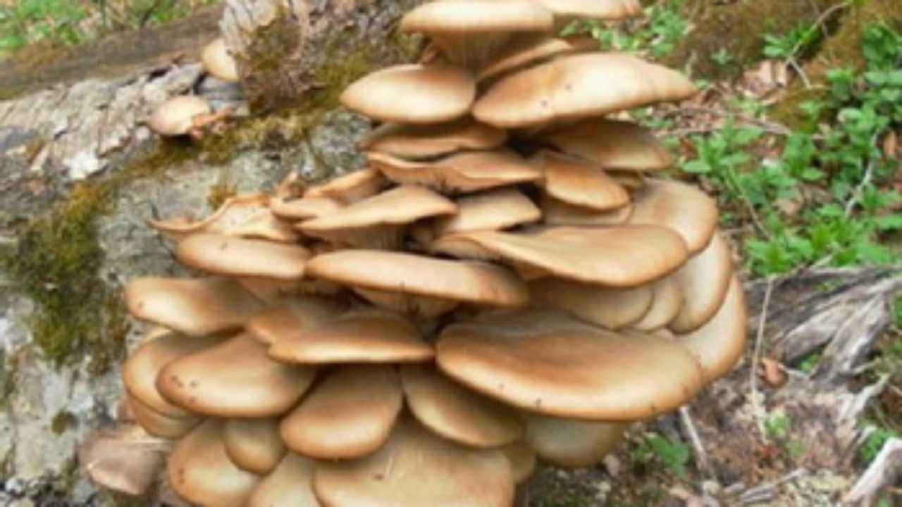 Как отличить съедобный гриб от несъедобного - сибирский медицинский портал