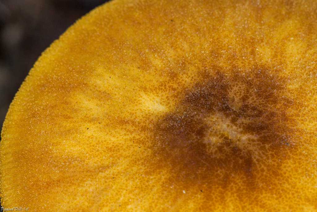 Плютей золотистожилковый (pluteus chrysophlebius): как выглядит, где и как растет, съедобный или нет