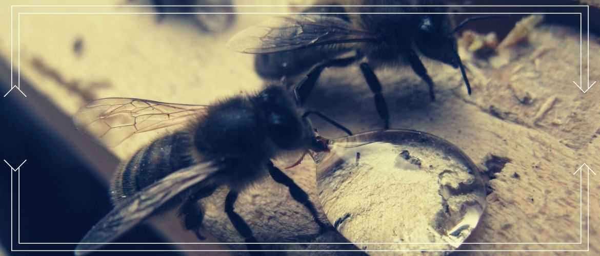 Сироп для пчел: от приготовления до подачи