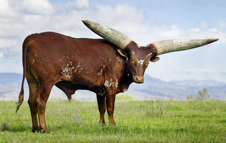 Племенной бык (21 фото): характеристика и особенности содержания. что является карточкой племенного быка? какой индекс ценности у племенных быков в россии?