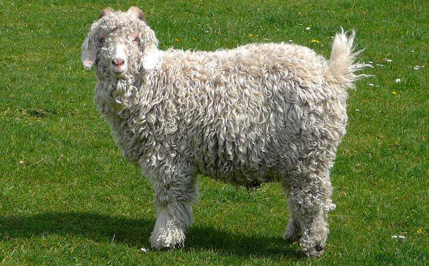 Ангорская коза – лучшая шерстная порода
