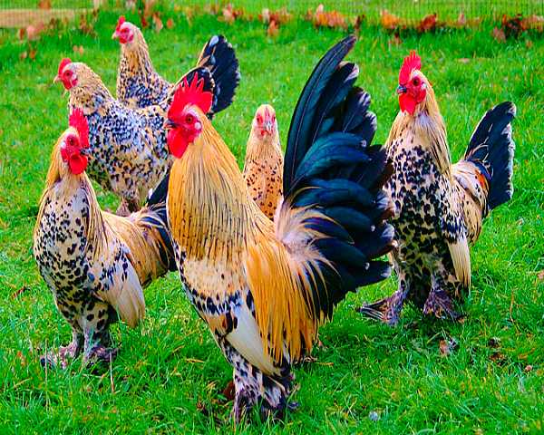 Курица-бентамка: описание породы, особенности ухода