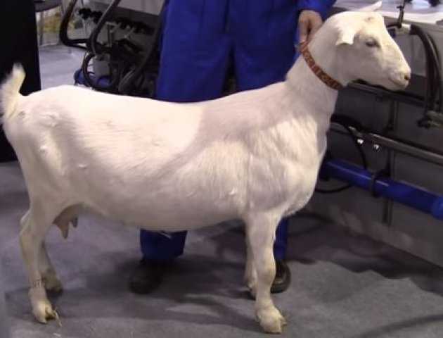 Породы коз с фото и описанием
