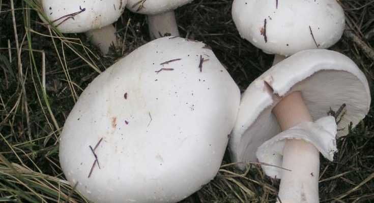 Названия и описание ядовитых грибов крыма (+30 фото)