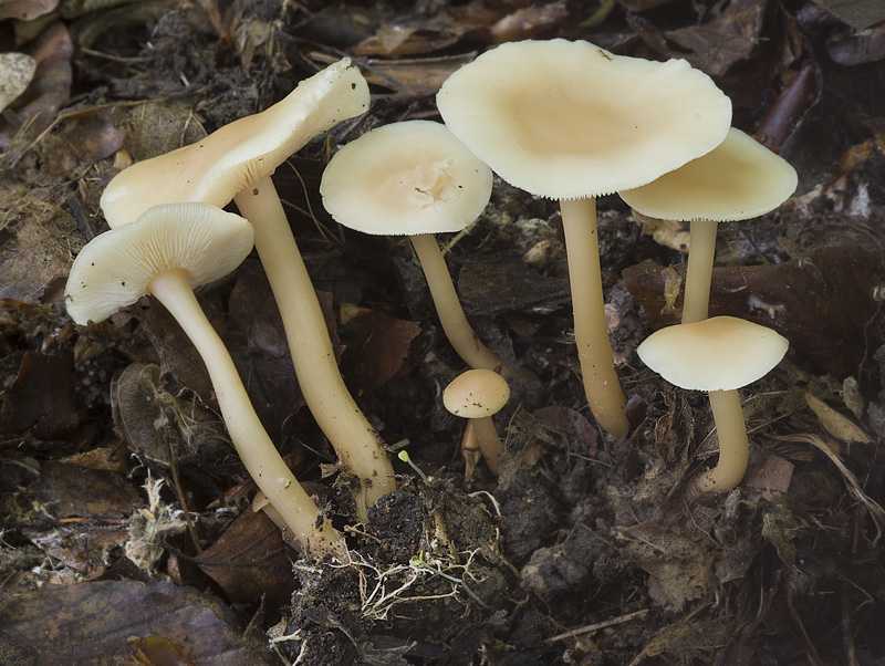 Желчный гриб — несъедобный но не ядовитый, он же ложный белый гриб, описание, отличительные особенности и свойства